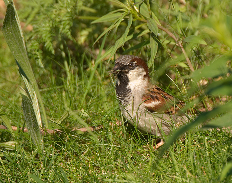House Sparrow - House Sparrow