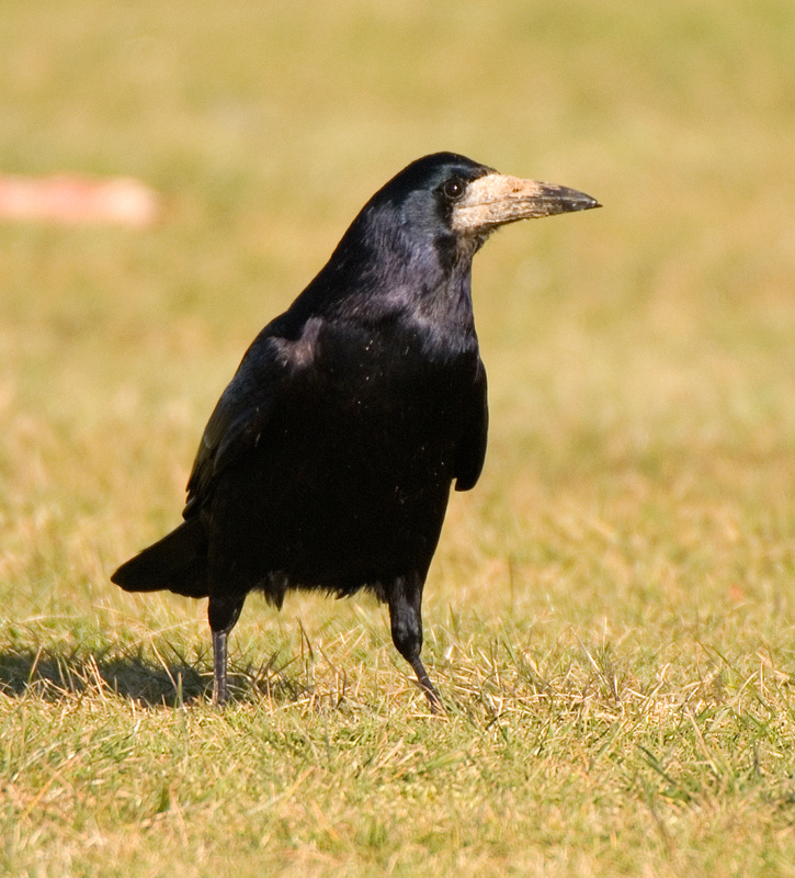 Rook - Rook