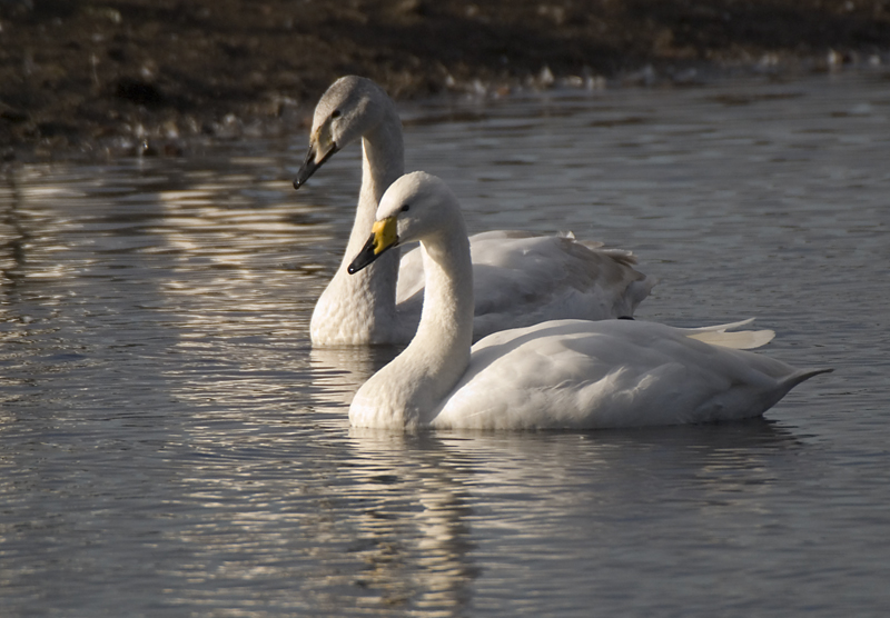 Whooper Swan - Swan, Whooper