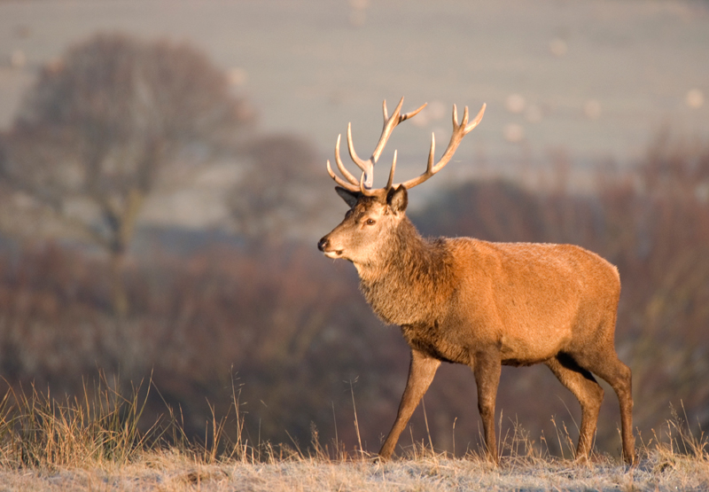 Red Deer Stag - Red Deer