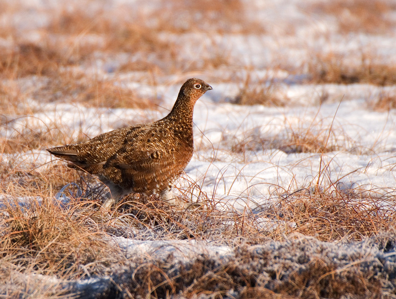 Red Grouse - Red Grouse