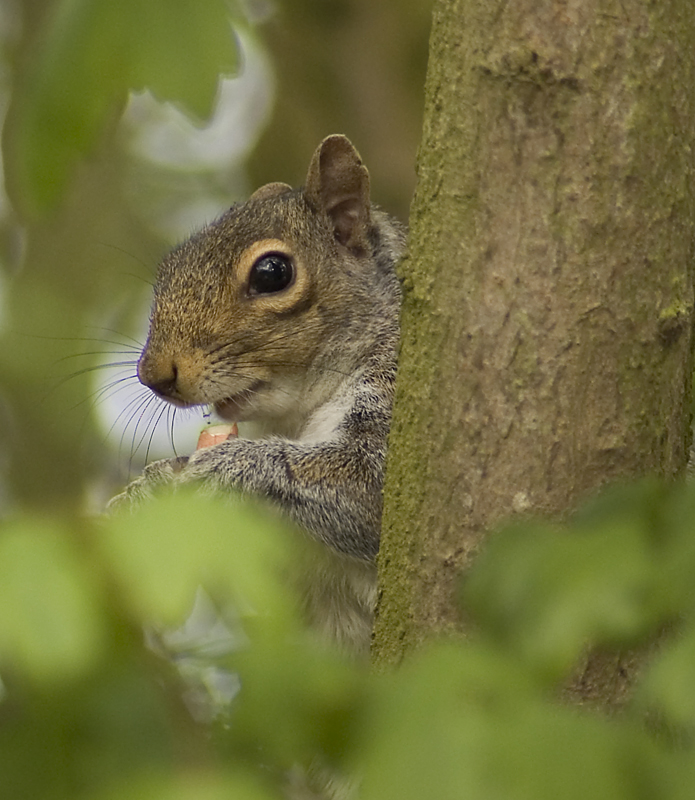 Grey Squirrel - Woodland