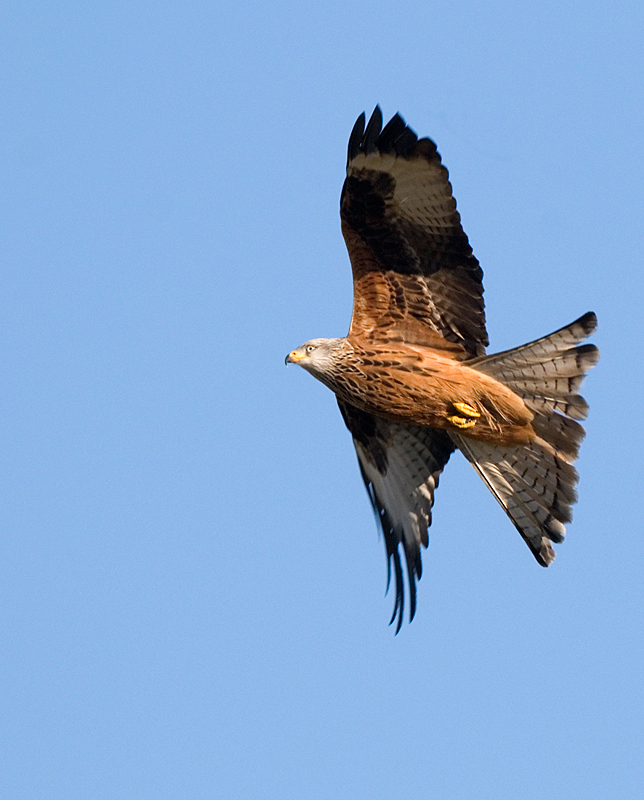 Red Kite - Red Kite