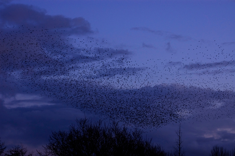 Starling - Starling