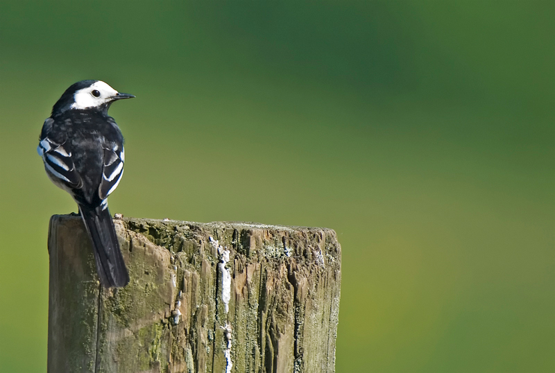 Pied Wagtail - Lowland & Farmland