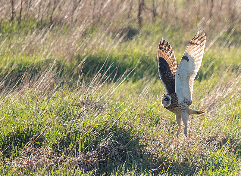 Short-eared Owl - Coastal & Wetland