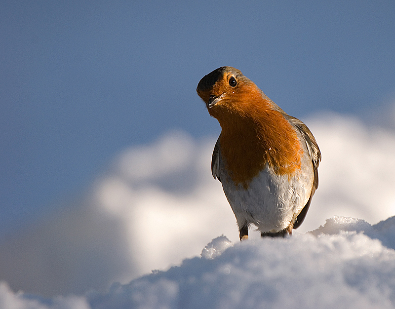 Robin - Woodland