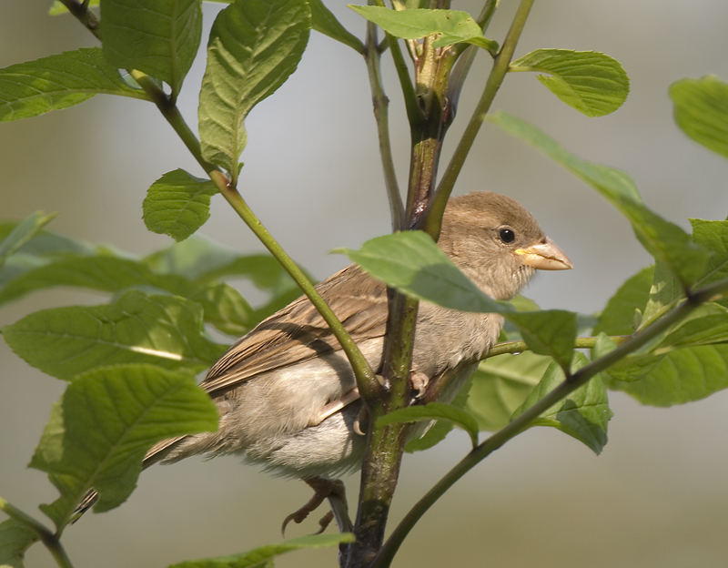 House Sparrow - House Sparrow