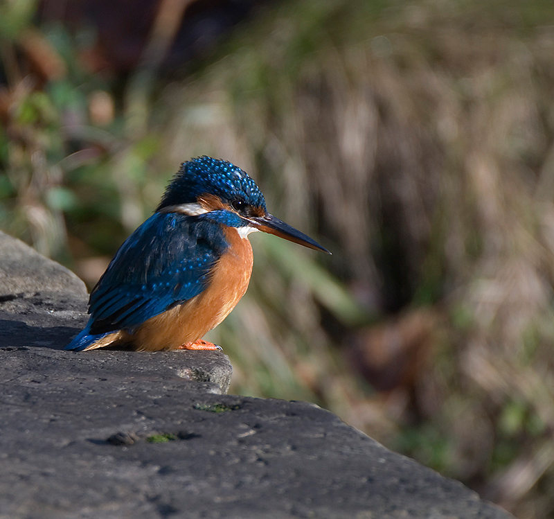 Kingfisher - Freshwater