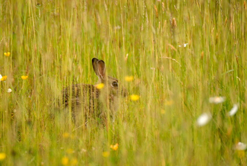 Rabbit - Lowland & Farmland