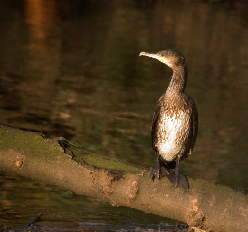 Cormorant - Cormorant