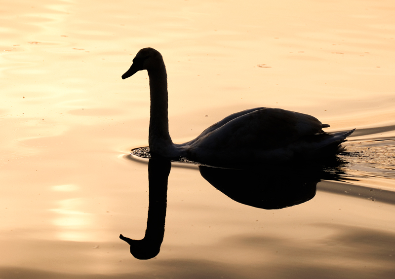 Mute Swan - Swan, Mute