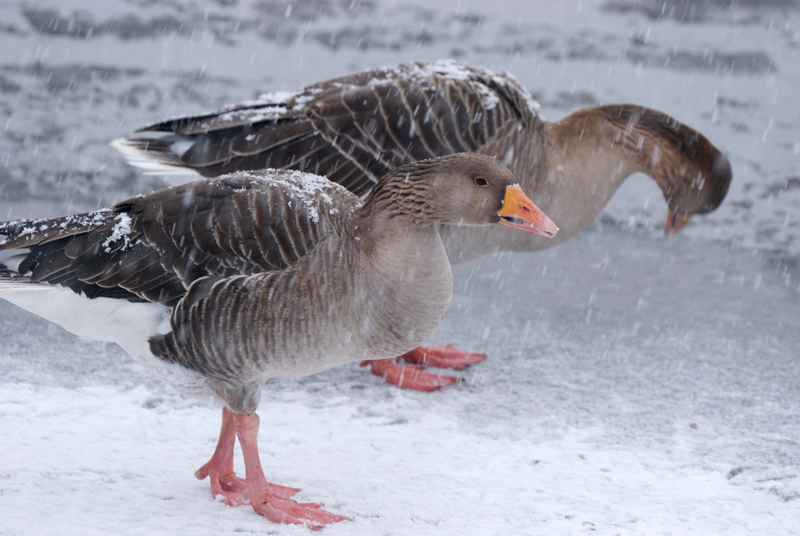 Greylag Goose - Goose, Greylag