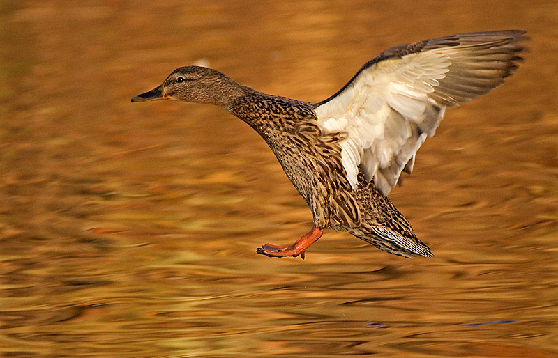 Mallard - Freshwater