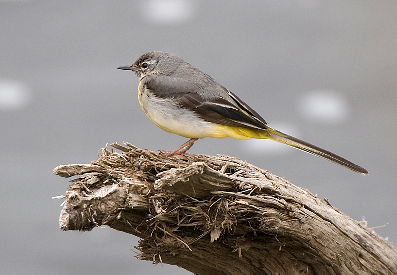 Grey Wagtail - Freshwater