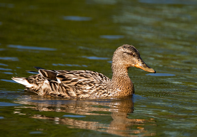 Mallard - Mallard