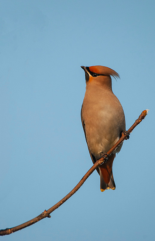 Waxwing - Lowland & Farmland