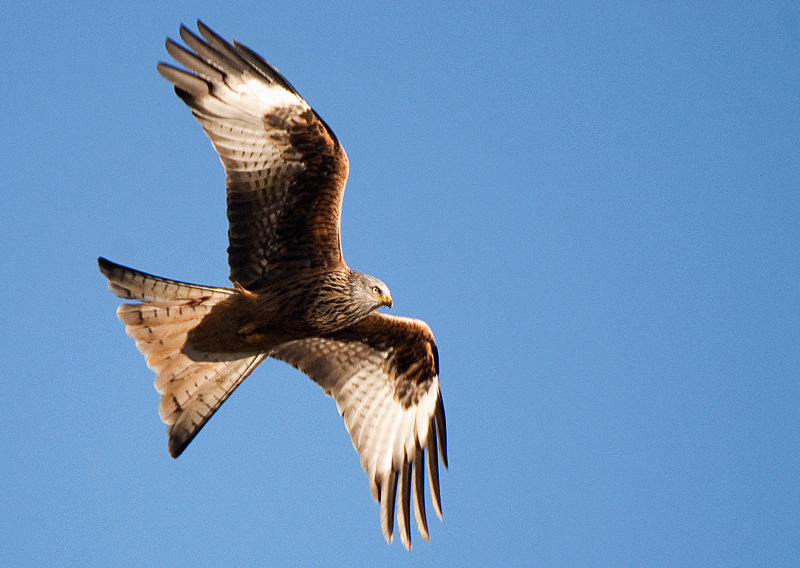 Red Kite - Red Kite
