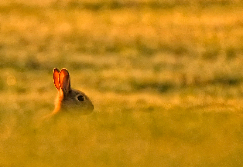 Rabbit - Lowland & Farmland