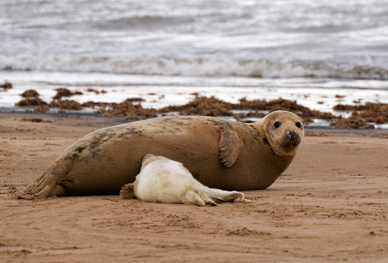 Grey Seal - Grey Seals