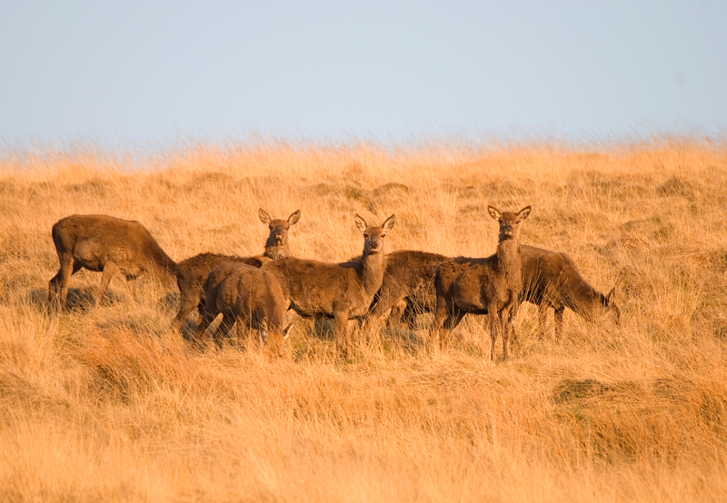 Red Deer Hind - Red Deer