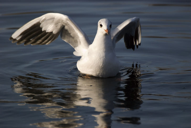 Black Headed Gull - Gull, Black-Headed