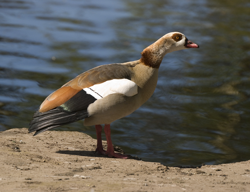Egyptian Goose - Goose, Egyptian