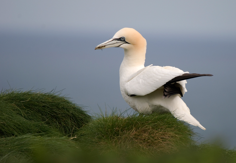 Gannet - Gannet
