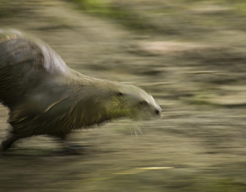 Otter in motion - Abstract