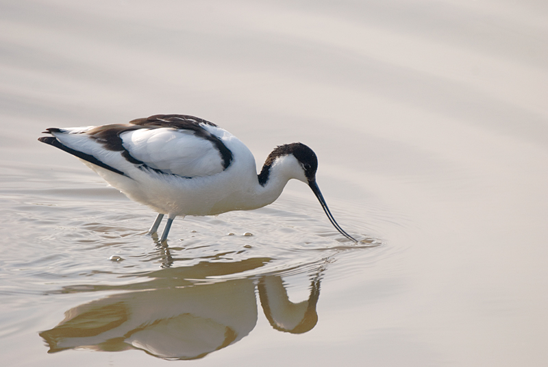 Avocet - Avocet