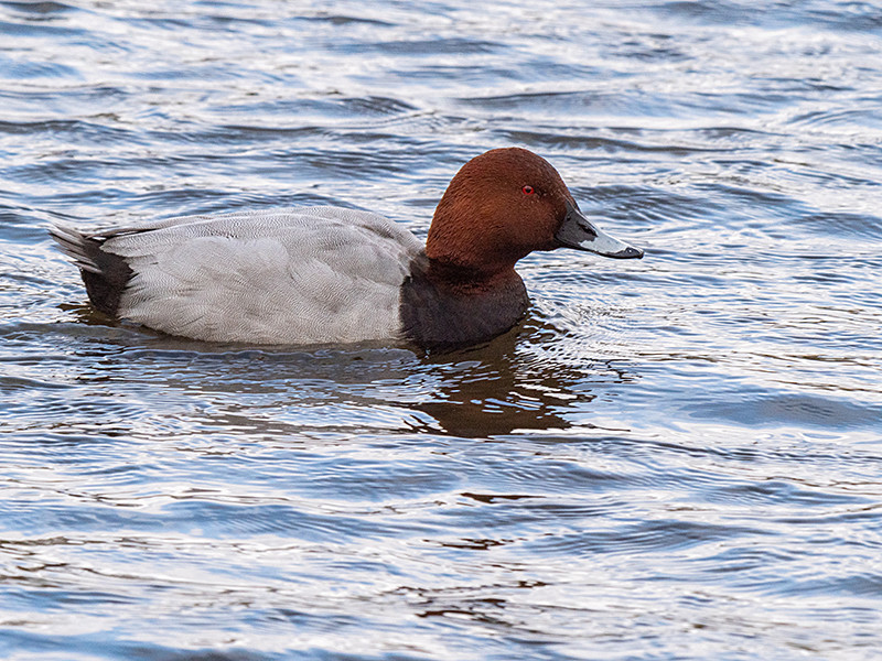 Pochard - Coastal & Wetland