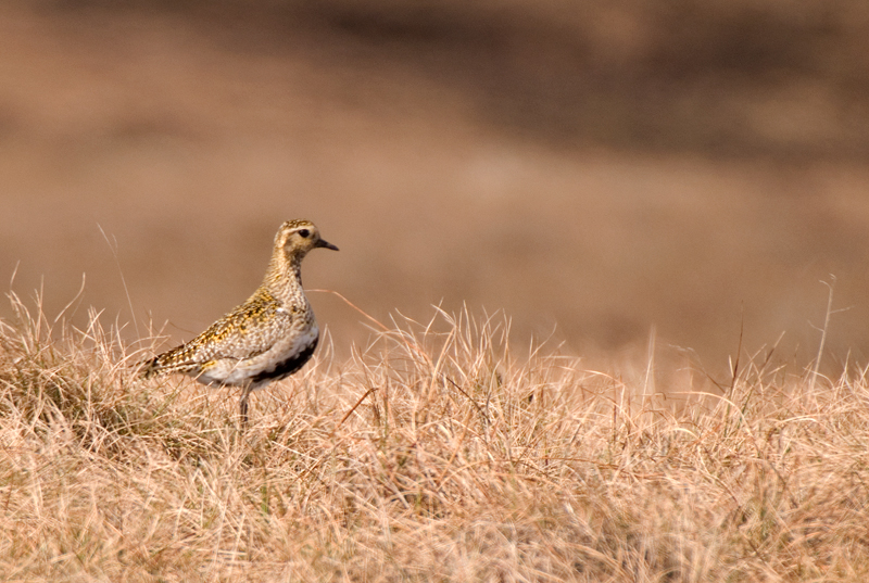 Golden Plover - Plover, Golden