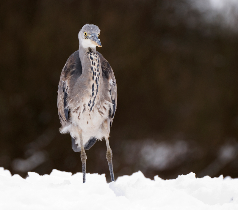 Grey Heron - Grey Heron