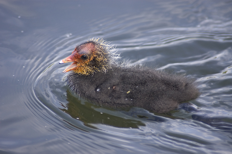 Coot (Juvenile) - Coot