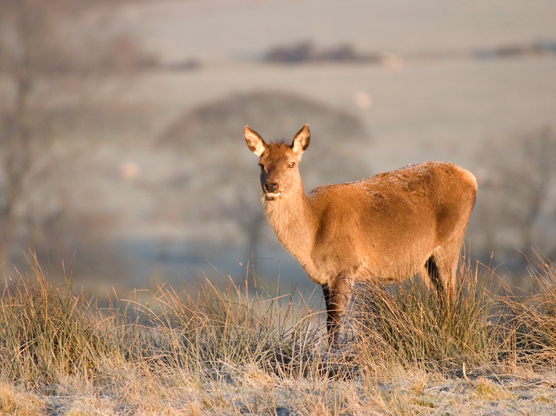 Red Deer Hind - Red Deer