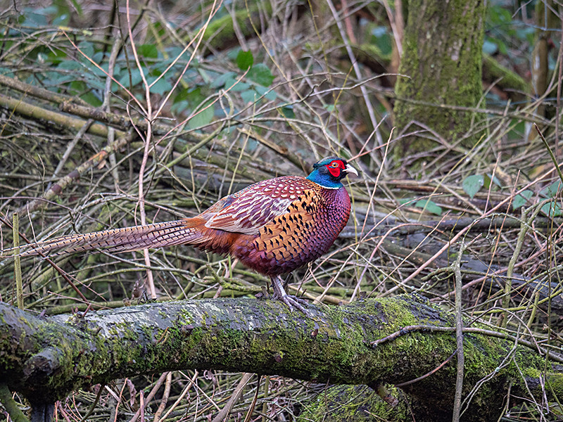 Pheasant - Lowland & Farmland