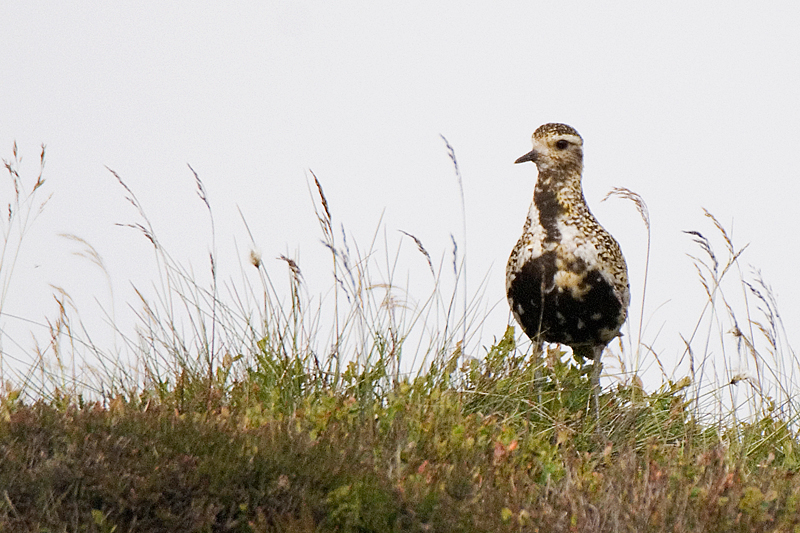 Golden Plover - Plover, Golden
