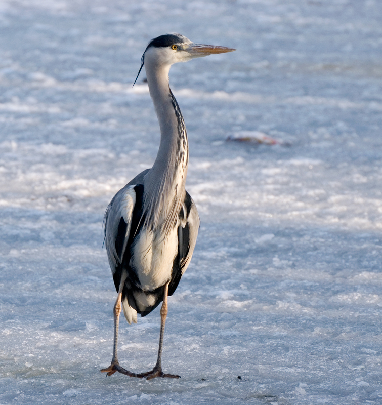 Grey Heron - Grey Heron