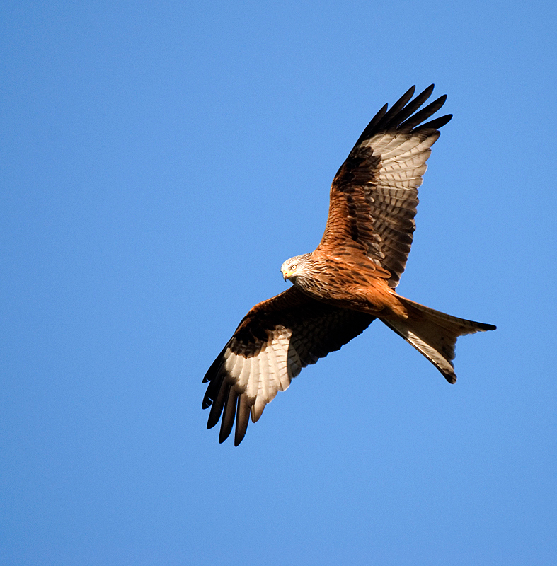 Red Kite - Red Kite