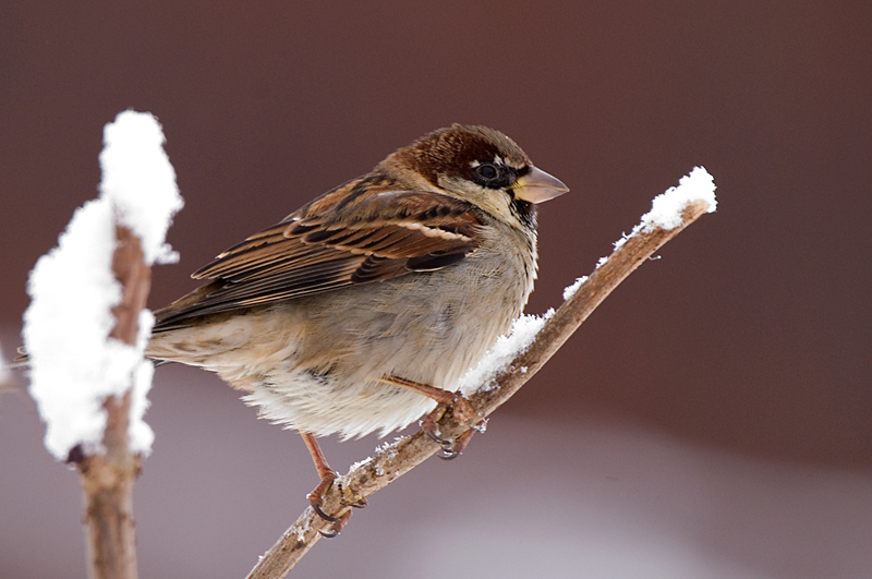 House Sparrow - House Sparrow