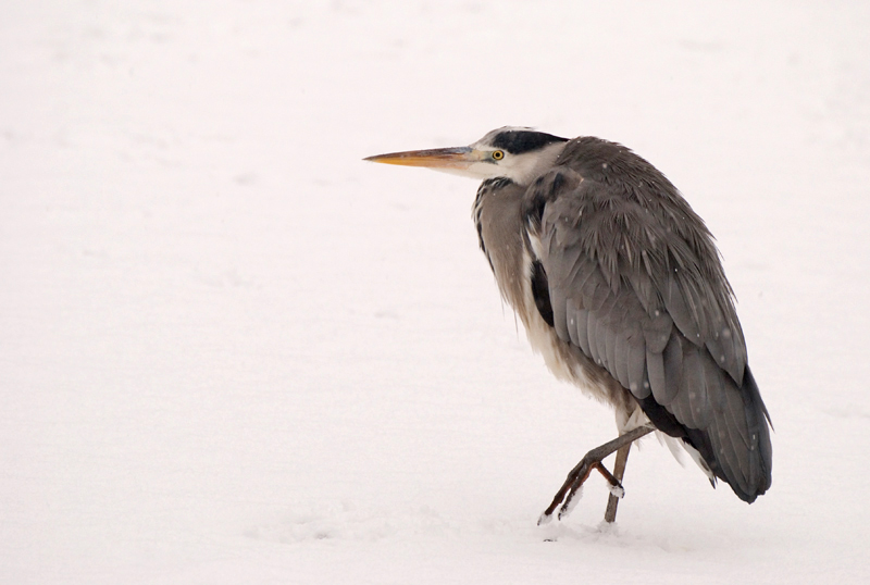 Grey Heron - Freshwater