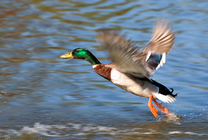 Mallard - Freshwater