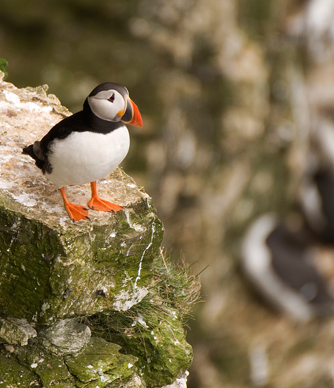 Puffin - Puffin