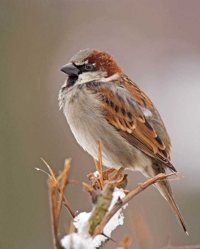 House Sparrow - Lowland & Farmland