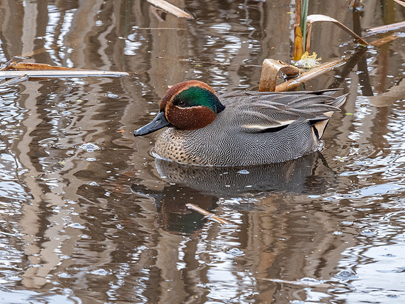 Teal - Freshwater