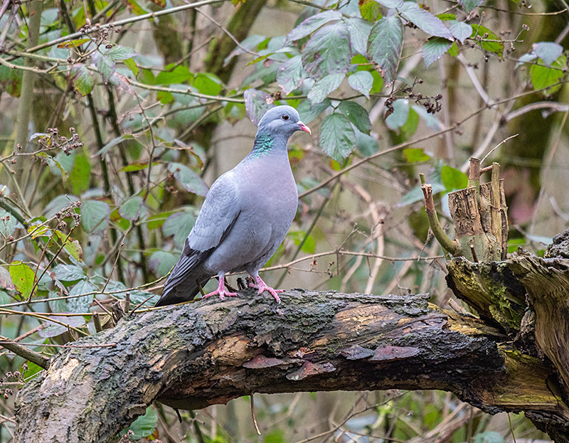 Stock Dove - Woodland