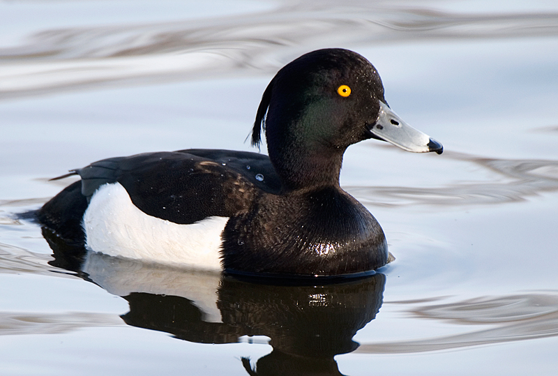 Tufted Duck - Duck, Tufted