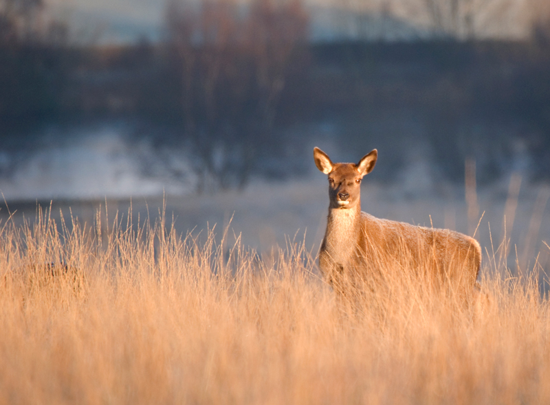 Red Deer Hind - Red Deer