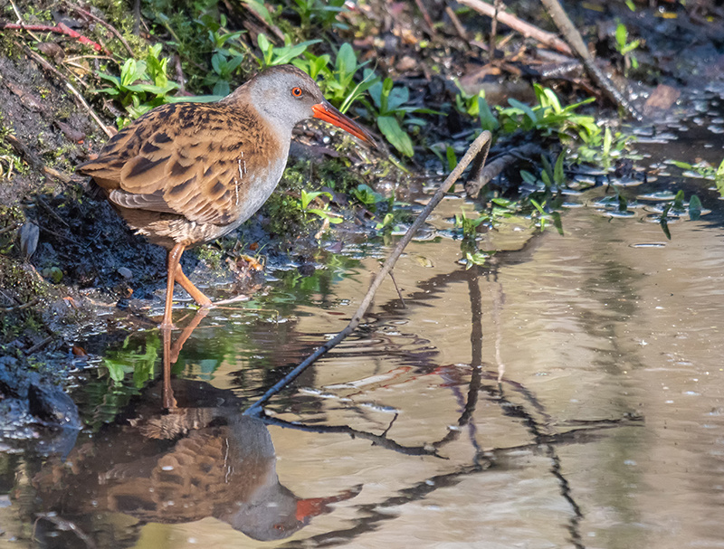Water Rail - Coastal & Wetland