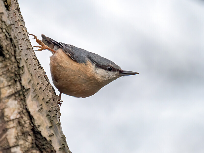 Nuthatch - Woodland